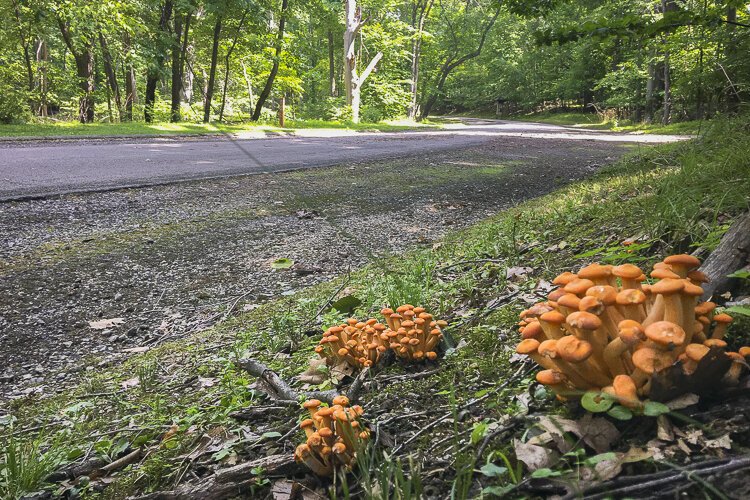 蘑菇点缀在加菲猫公园保护区的万能小径上。