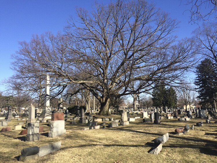 这棵摩西·克利夫兰树，白橡树，生长在老布鲁克林珍珠竿上的路德墓地。