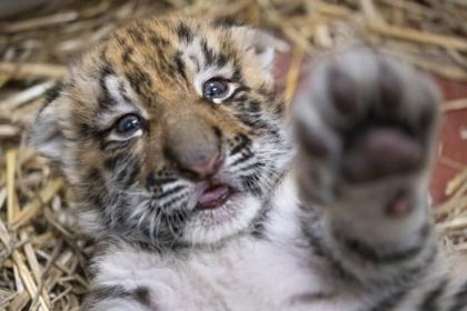 克利夫兰都市公园动物园今天宣布两只东北虎幼崽的出生，这是20年来克利夫兰20年来首次出生的老虎，它们出生在12月24日至12月25日之间。